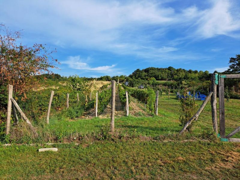 vinica vstup.jpg
